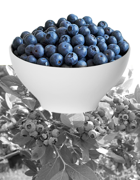 blueberry